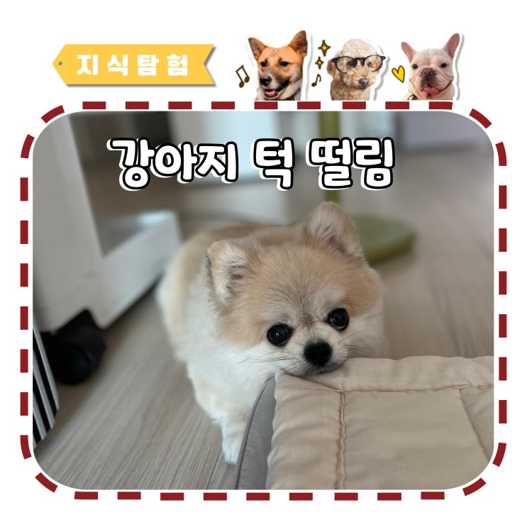  강아지 턱 떨림 발생 원인 노견, 어린 강아지