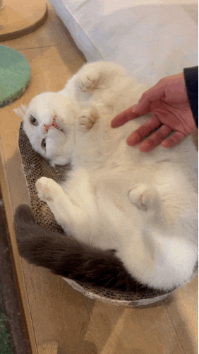 [강남역 놀거리] 데이트코스 추천 강남 고양이 카페 <히히냥냥>