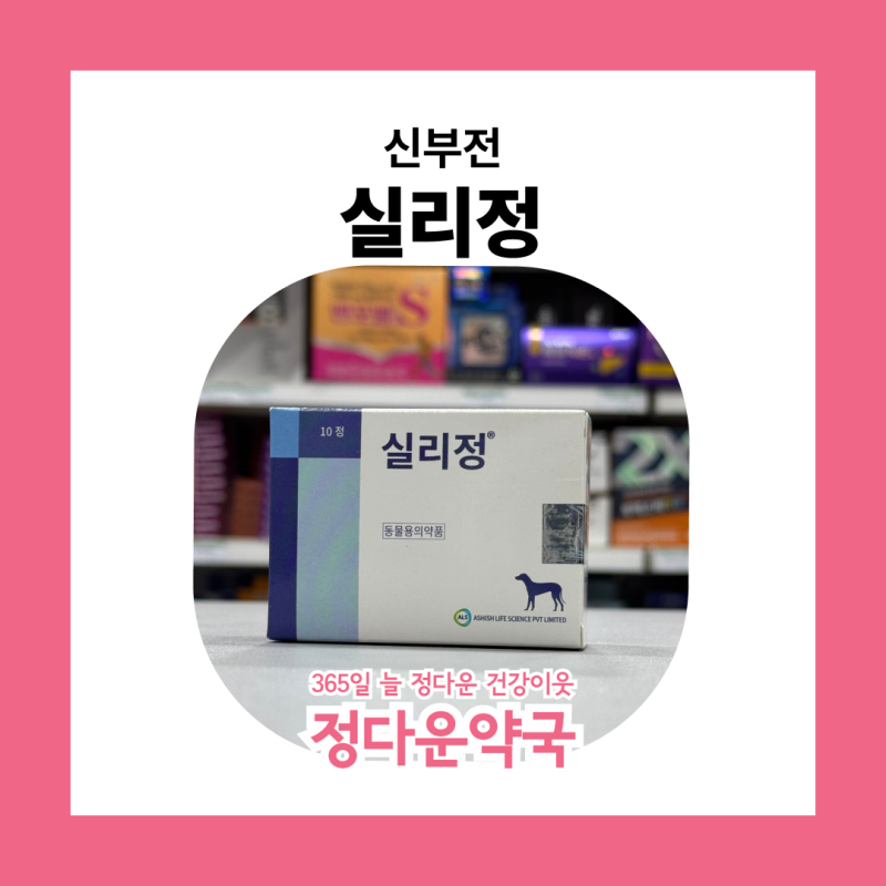 안산에서 강아지 심장질환 치료하기 실리정으로 폐동맥 고혈압 관리