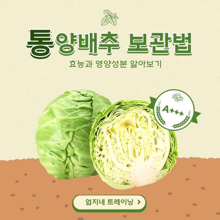  통양배추 보관법 효능과 영양으로 다이어트에 최적인 건강식