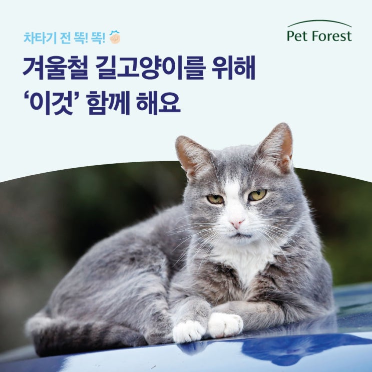  차타기 전 똑!똑! 길고양이를 위한 겨울철 ‘이것’ 함께 해요