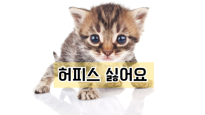 아기고양이 허피스 원인 증상 치료 총정리