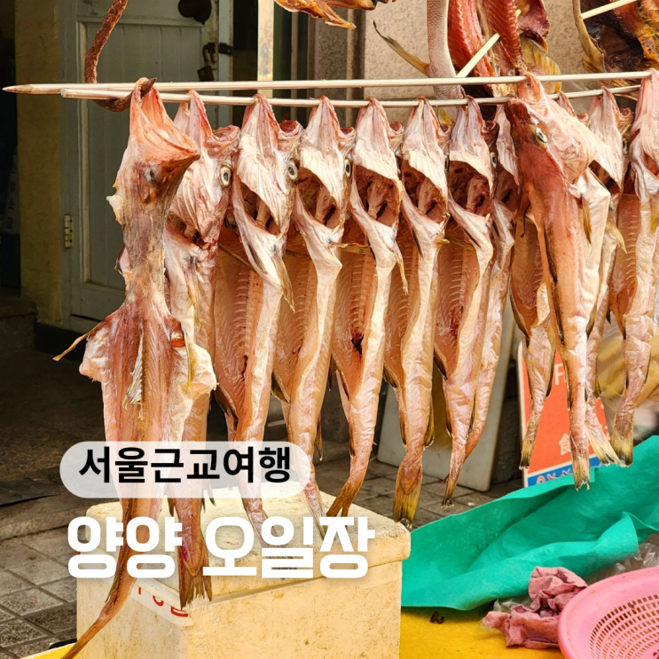  양양 여행 가볼만한곳 양양시장 오일장 맞춰 일정짜세요