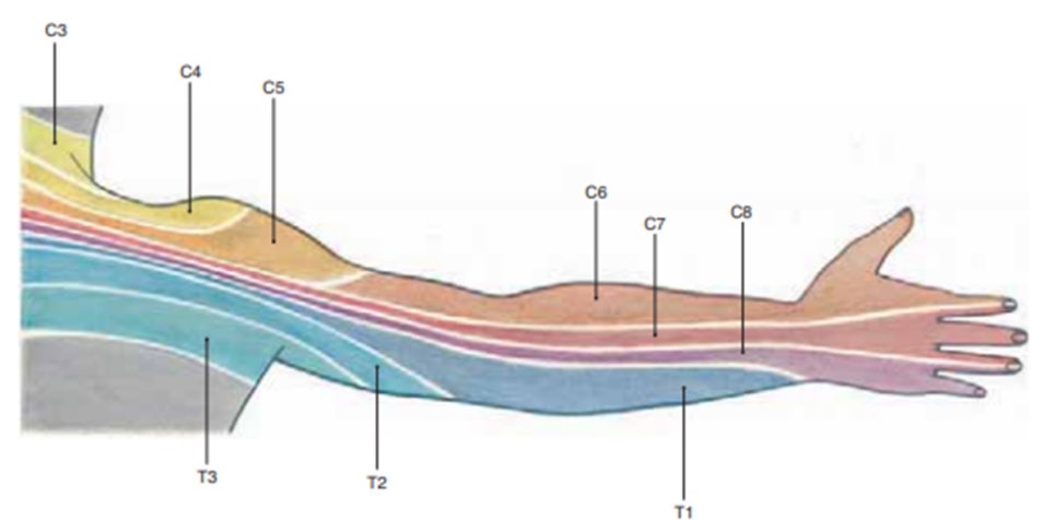 Anatomy a regional atlas of the human body, 6E, Carmine D. clemente. Wolters Kluwer, 2009  CH1 p35Cutaneous Innervation and Dermatomes of the Upper Limb (Posterior Aspect)