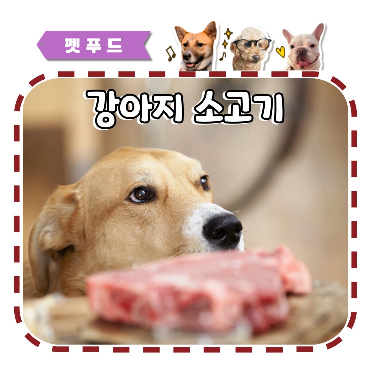  강아지 소고기 간식 어느 부위를 급여하는게 좋을까?
