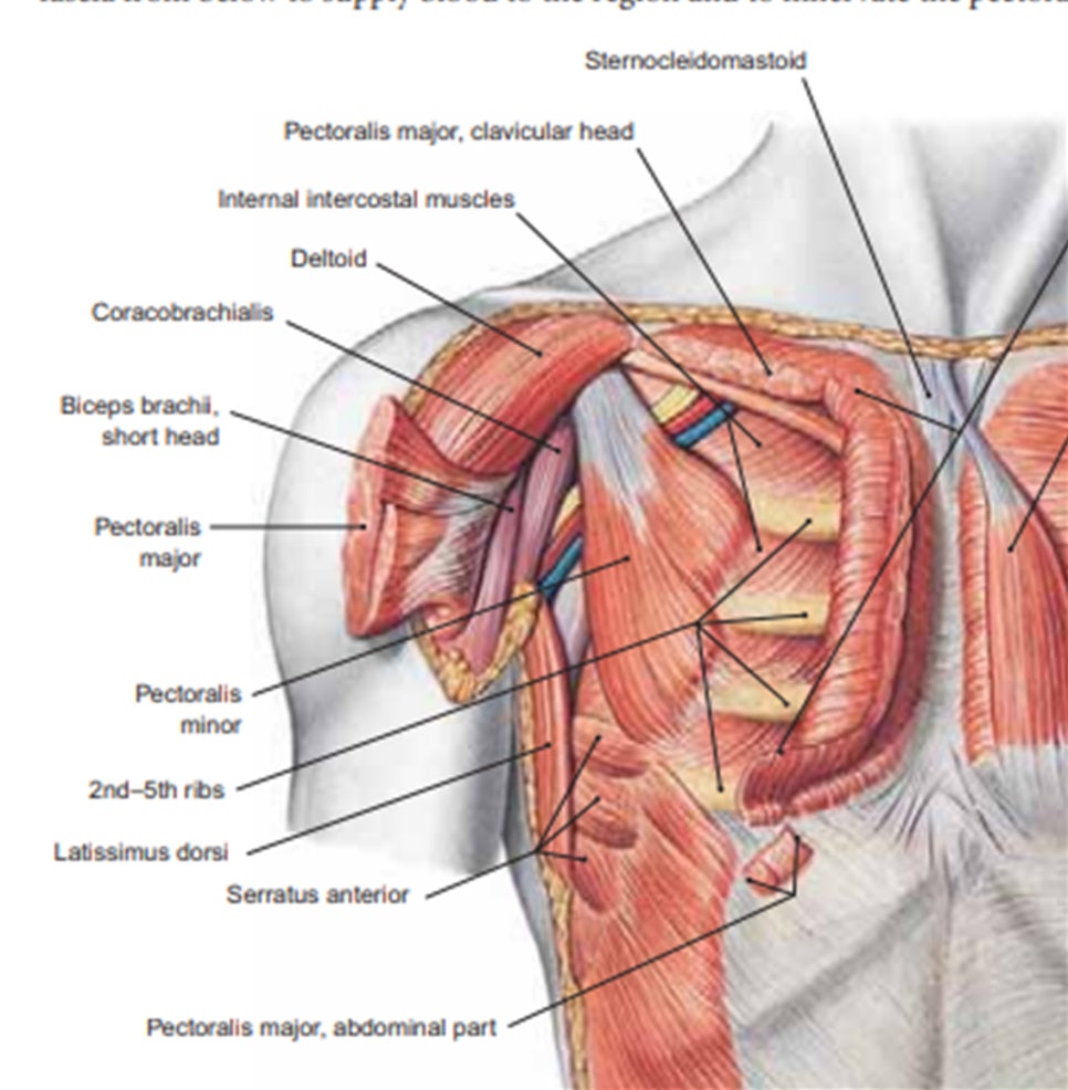 Anatomy a regional atlas of the human body, 6E, Carmine D. clemente. Wolters Kluwer, 2009CH1. P22