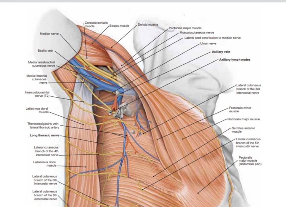 Anatomy a regional atlas of the human body, 6E, Carmine D. clemente. Wolters Kluwer, 2009CH1. p20