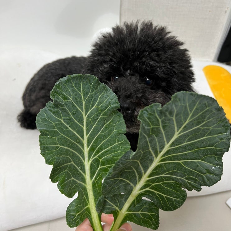  강아지 케일 먹어도 되나요 효능과 주의할점