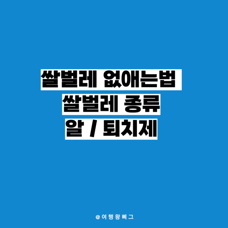 쌀벌레 생긴 쌀 없애는법 퇴치제 종류 퇴치 쌀벌레꿈 알 사진 다이소 제거제 나방 생기는이....