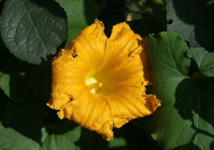  호박꽃  꽃말 살펴보기
