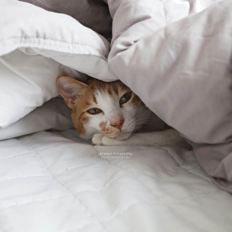  고양이 추위 대비, 이불 밖은 위험해! 겨울철 완벽 가이드