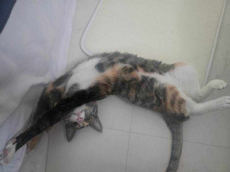  3차 접종해도 입주 생각에 행복한 이윌리