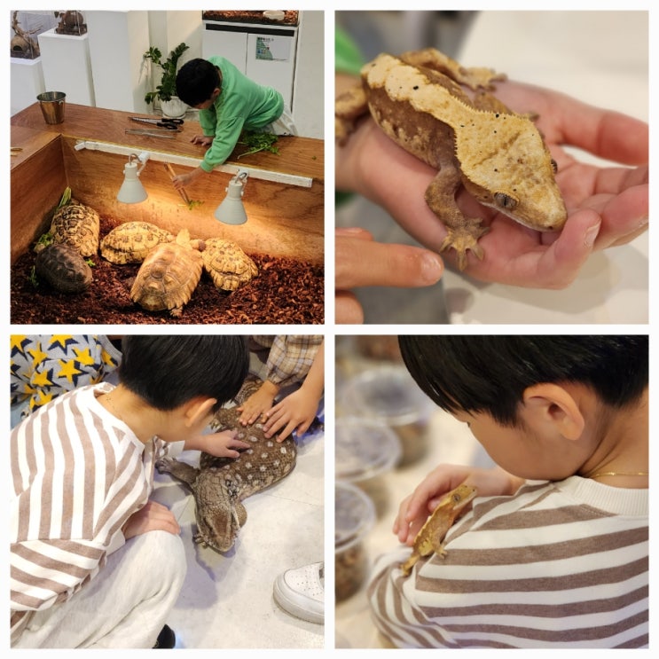  위례 게코 도마뱀 카페 티라노 아이랑 가볼만한곳, 두번 방문 후기