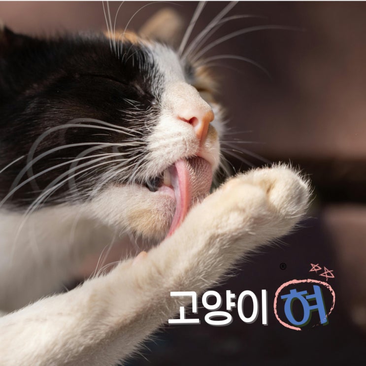  고양이 혀 뜻, 혓바닥에 담긴 비밀! 당신이 알아야 할 사실들