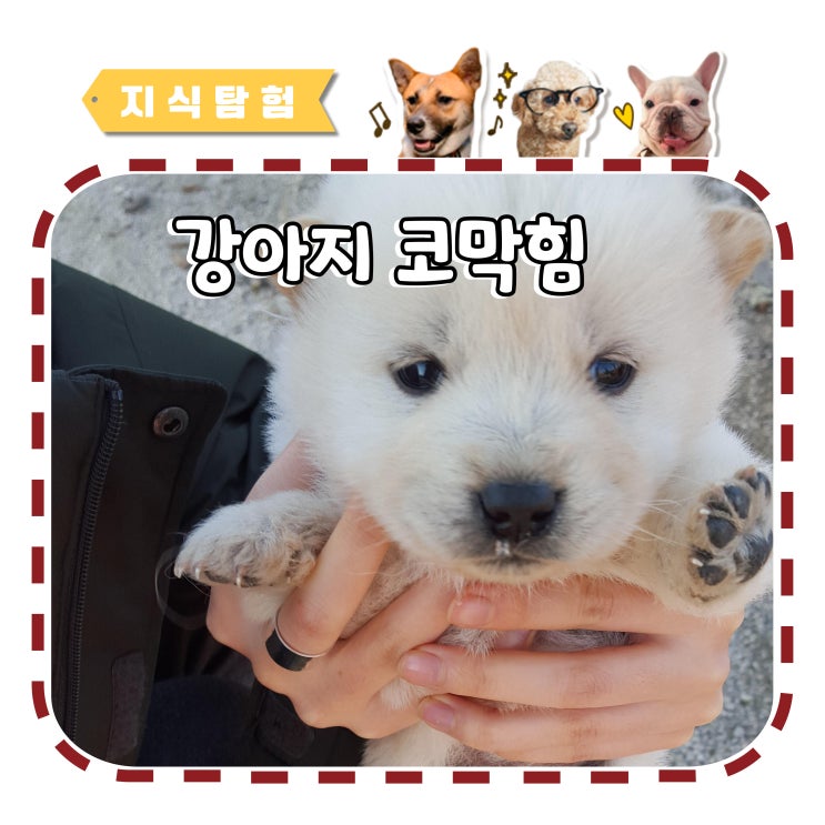  강아지 코막힘 소리 원인과 대처 방법