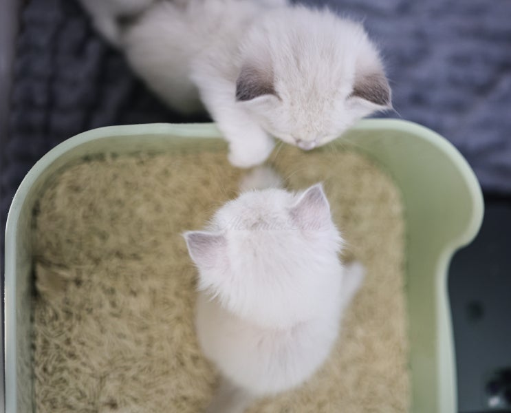 고양이 변비 증상, 4가지 원인 파악 후 치료 해결 방법