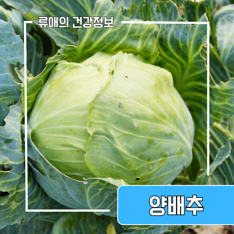 의외의 양배추효능부작용 정리, 삶은 양배추 효능