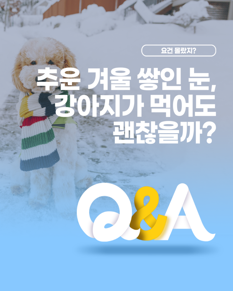 [더케어 Q&A] 추운 겨울 쌓인 눈, 강아지가 먹어도 괜찮을까?