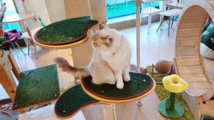  강남역 고양이 카페 힐링 공간 히히냥냥에서 딸아이와 데이트