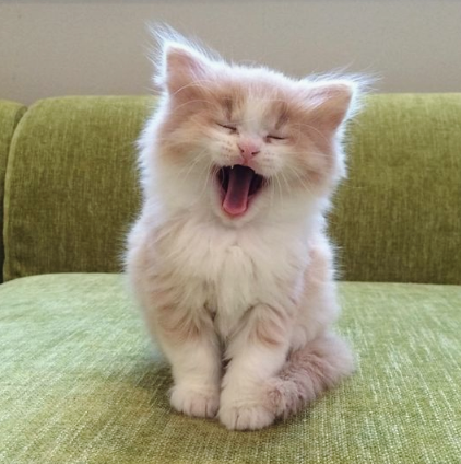 고양이 나오는 꿈 상황별 정리