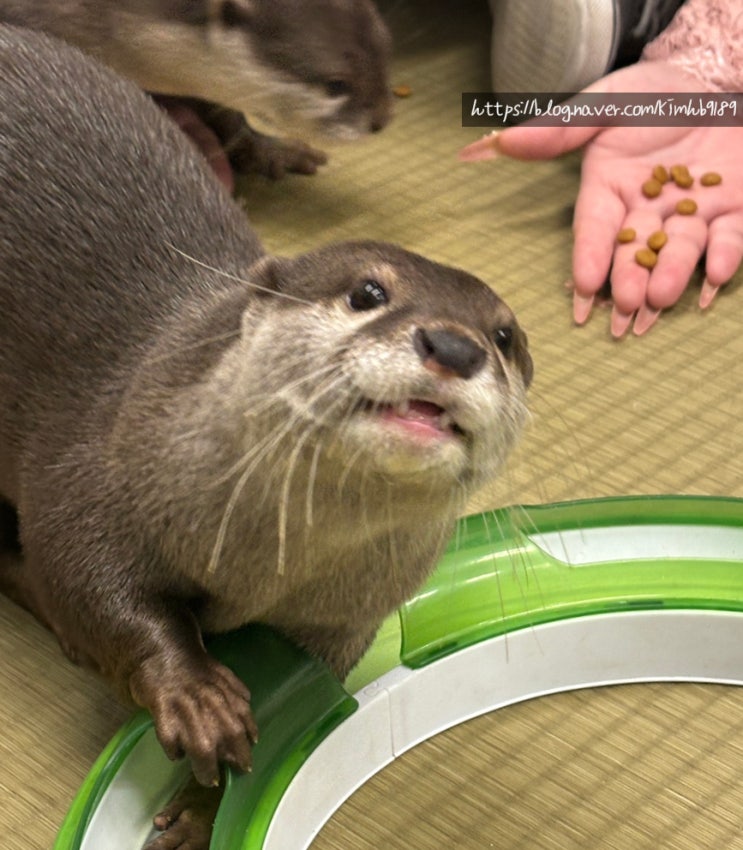  오사카 도톤보리 이색동물 수달카페 루트레 Loutre
