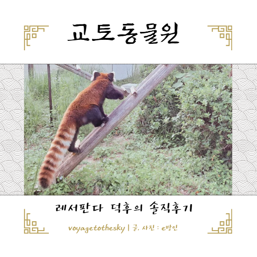  레서판다 덕후가 가본 교토 동물원 솔직후기ㅣ아이와 교토 겨울방학여행 가족여행을 위한 필수정보