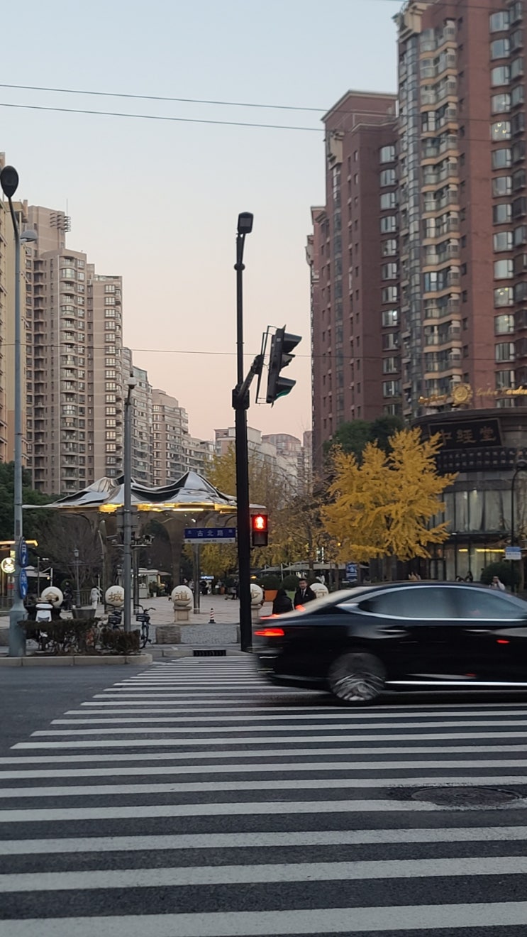  20241216_상하이 구베이 2기 황진청따오 은행잎거리