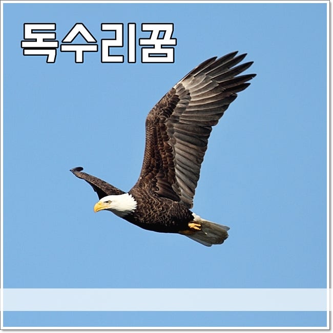 독수리꿈 해몽 독수리가 집으로들어오는꿈 확인하기