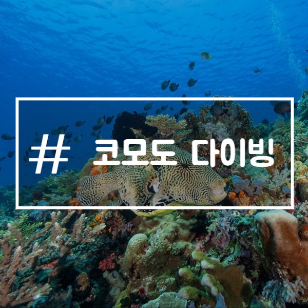  인도네시아 코모도 여행 리브어보드 다이빙 기록 첫번째