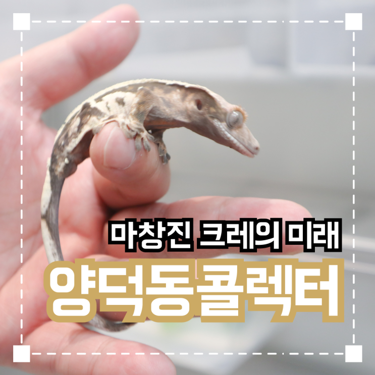  마창진 크레의 미래 '양덕동콜렉터'