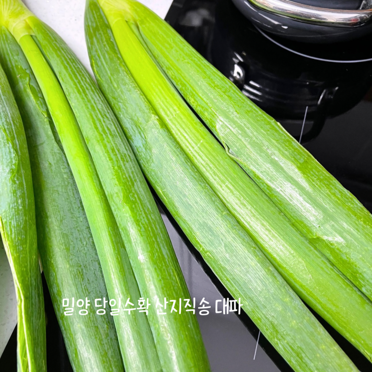  산지직송 당일수확 밀양 대파 최상 농산물 배달 제이팜