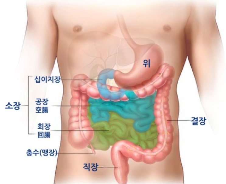  소장 (공장 Jejunum) 이식 방법의 성전환 수술의 장단점 및 결장 성전환과 비교