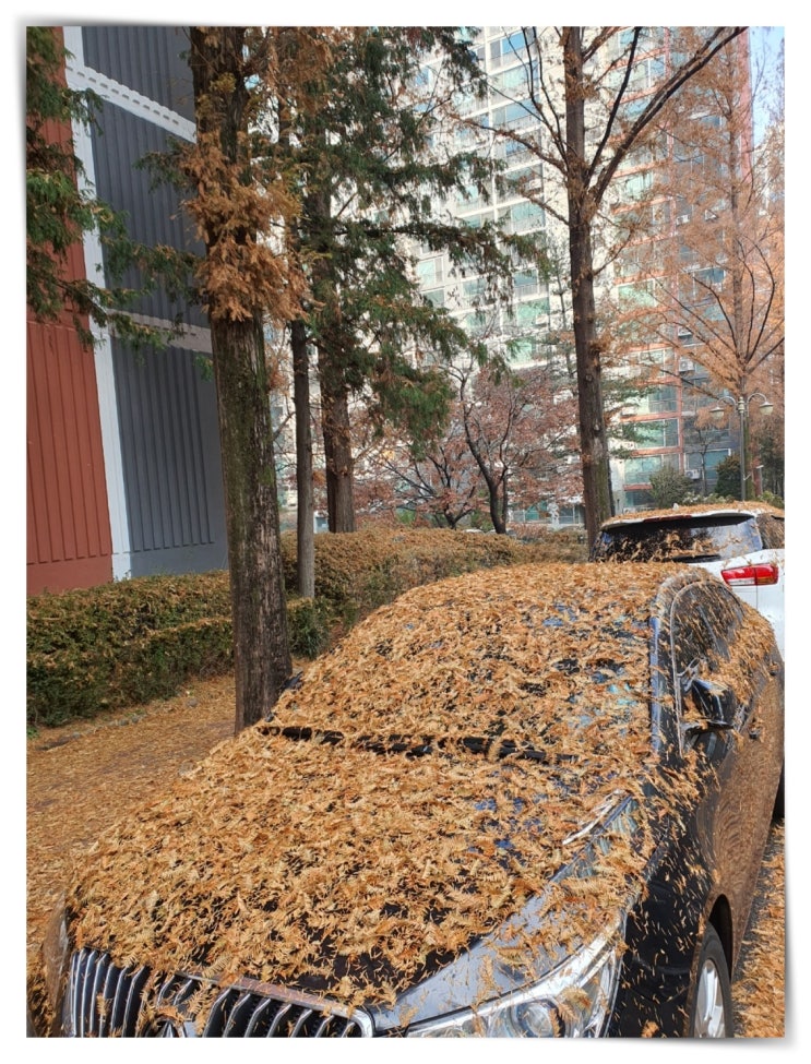  엥 ?? 눈이 아니라 나뭇잎이 ??