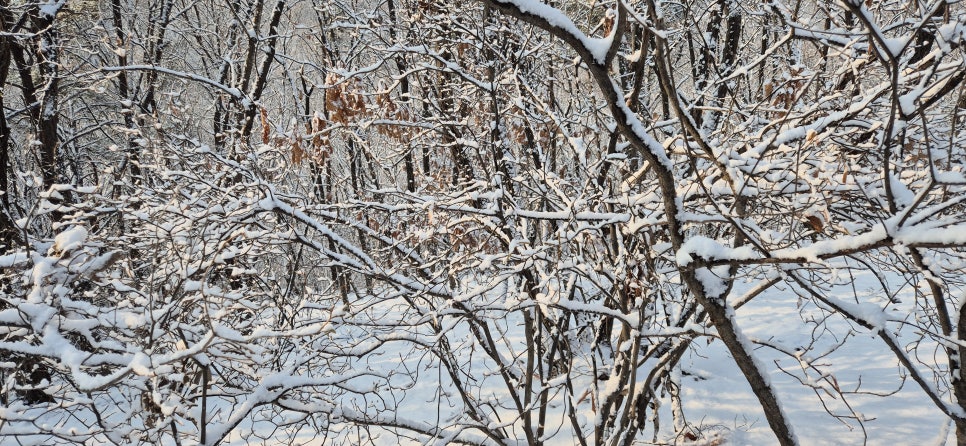뒷매산 사진 6