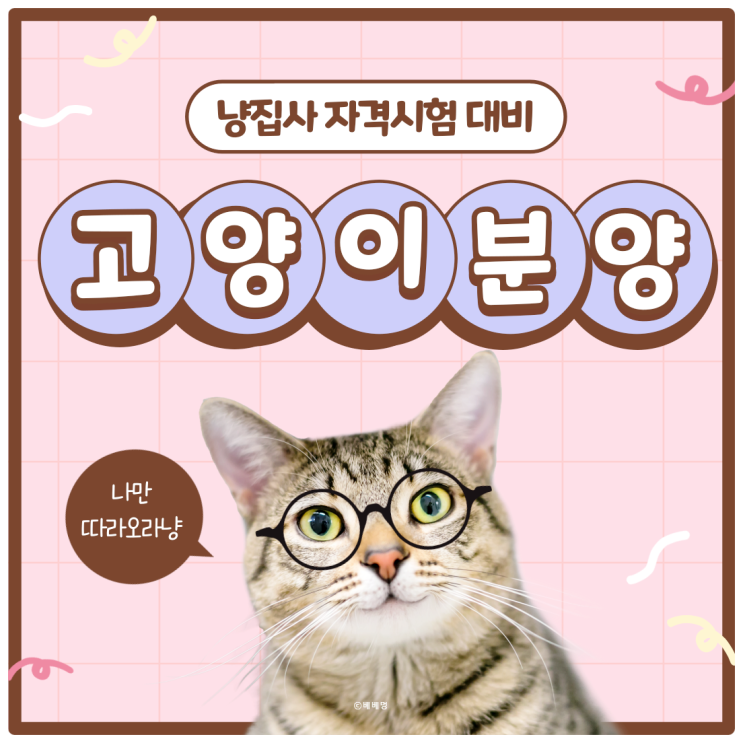  시흥 고양이 분양 전 꼭 알아야 할 체크리스트 TOP5