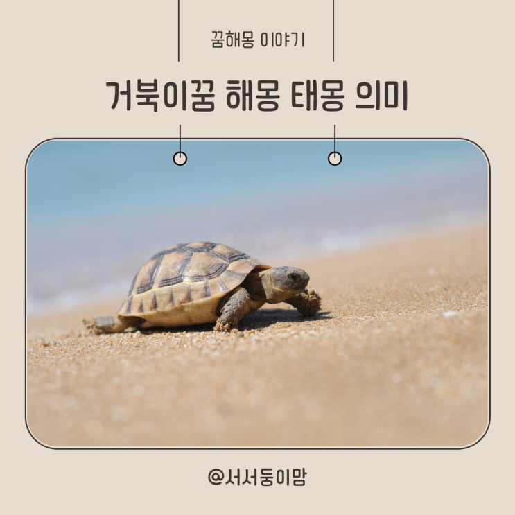  거북이 보는꿈 다양한 거북이꿈 해몽 태몽일까