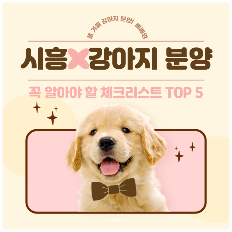  시흥 강아지 분양 전 꼭 알아야 할 체크리스트 TOP5