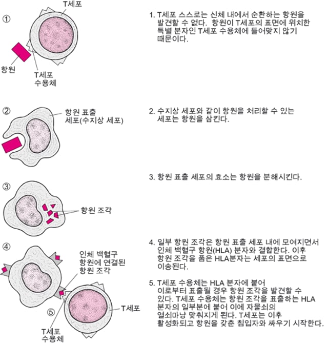 면역 체계의 개요