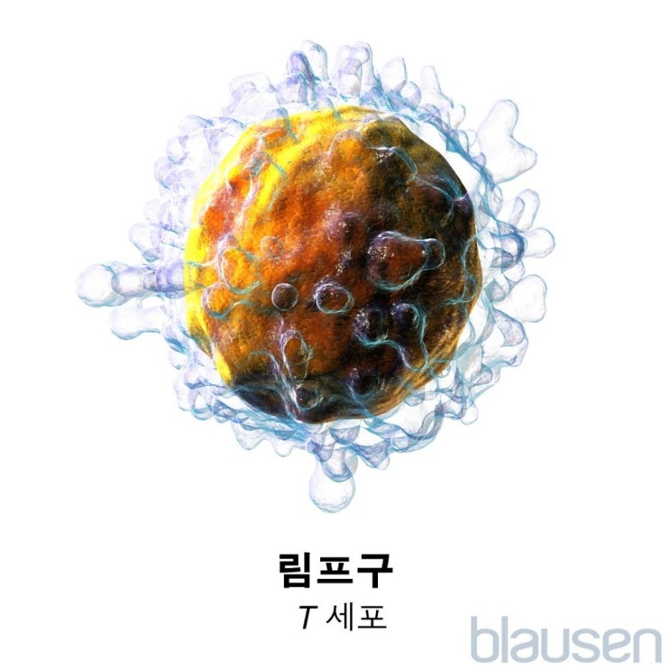 노화가 면역 체계에 주는 영향과 면역요법