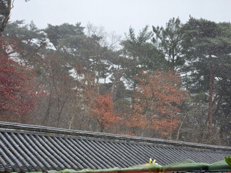  올해의 첫눈 맞으며 불국사 다녀온 후기