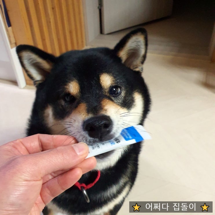  강아지 면역력 향상에 좋은 프리미엄 유산균 아나포유 이뮨프로 강아지유산균영양제로 추천해요~