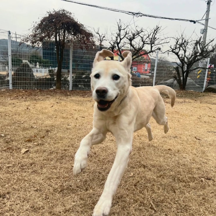  새로운 교육생 코코 !
