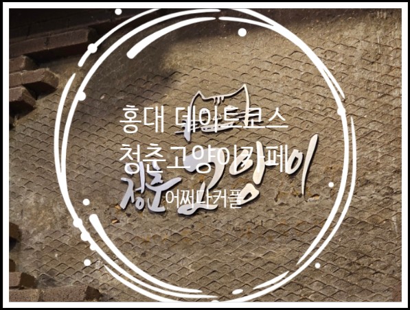  홍대 숨은 명소, 청춘 고양이카페에서 힐링하고 왔어요