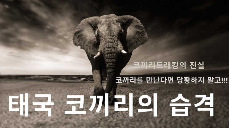 <b>태국 코끼리</b>의 습격, <b>코끼리</b> 트래킹을 한다면?