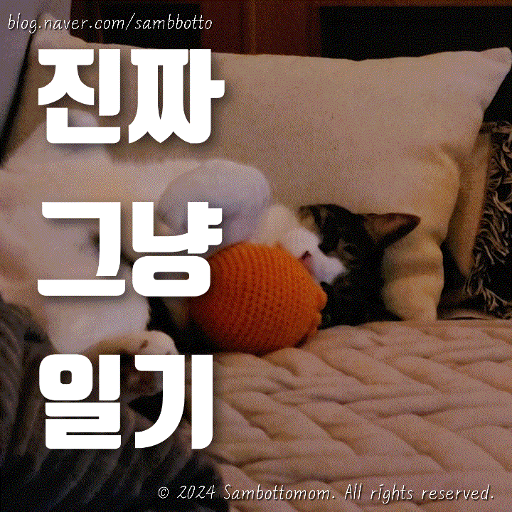  진짜 그냥 일기 | 귀여운 고양이, 크리스마스 트리 개시, 닭한마리칼국수, 직장인 도시락 반찬, 코타츠️