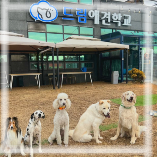  대형견 친구들 단체사진 !