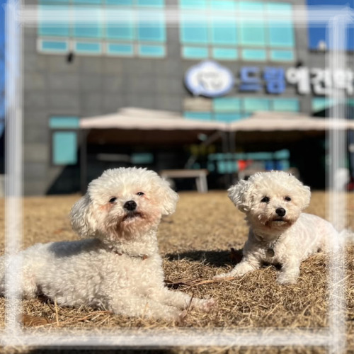  호텔링 온 양파와 만두