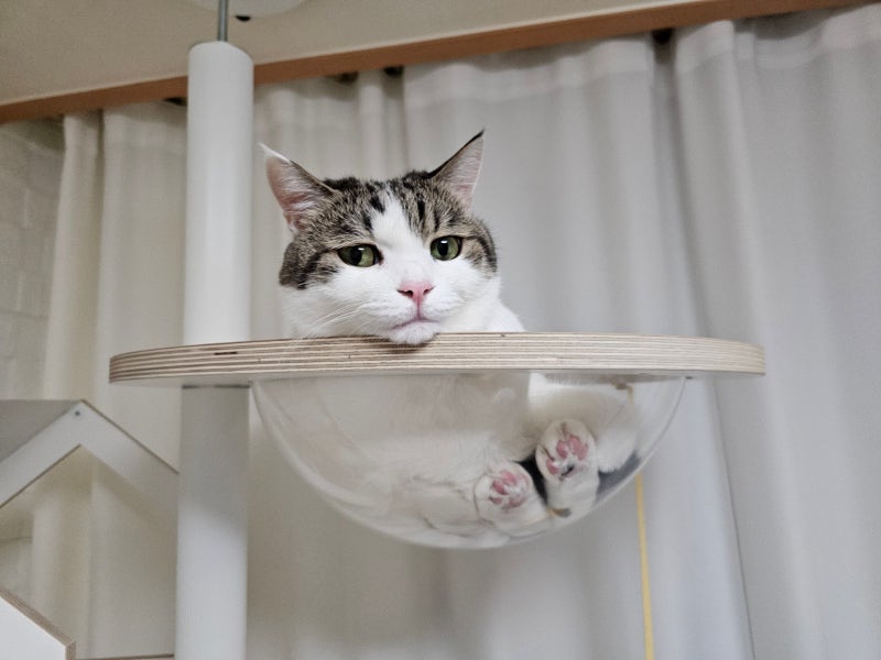 새끼 고양이 꿈 데려오는 나오는 물리는 안는 꿈 모음집 해몽
