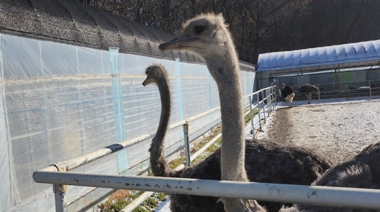  파주가볼만한곳 이색데이트코스로 좋은 우농타조농장 타조마을