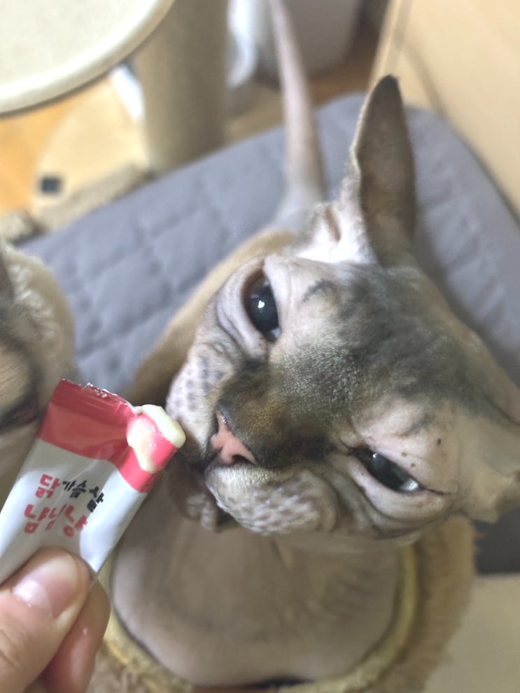  [고양이 간식] 아기고양이 츄르 퍼즈즈 닭가슴살 냠냠냥 저염으로 건강하게